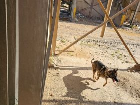 Reinrassige Deutsche Schäferhündin sucht zuhause