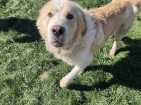 Prachtbursche Winnie sucht seine Herzensmenschen