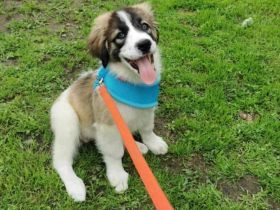 Zauberhafte Angel sucht ein Zuhause