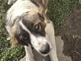 Zauberhafte Angel sucht ein Zuhause