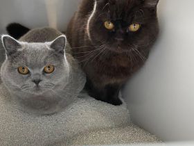 Junge BKH Brüder mit Stammbaum, kastriert