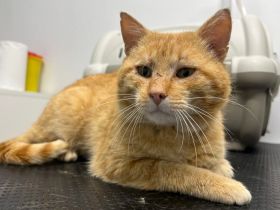 Hübscher roter Kater Stu