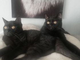 Reinrassige BKH-Kitten