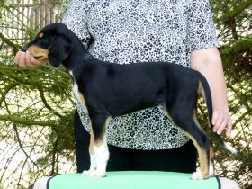 Saluki Der letzte Welpe