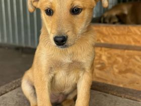 Bee, 3 Monate, sucht ein zuverlässiges Zuhause