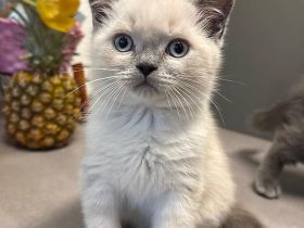 BKH/BLH suchen noch ein liebevolles Zuhause