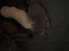 Reinrassige BKH Kitten in liebevolle Hände abzugeben