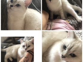 BKH weiblich sucht ein neues Zuhause