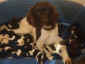 Großpudel Welpen Harlekin/ braun/weiß