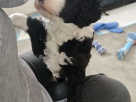 Bernedoodle F1B - Hündin / Welpe