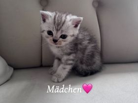 Wunderschöne BKH Kitten mit liebevollem Wesen abzugeben