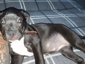 Old Englisch bulldog welpe