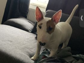 Miniatur Bullterrier