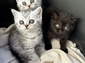 Britisch Kurzhaar Kitten