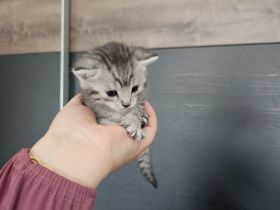 Süße Kitten abzugeben, können ab sofort reserviert werden