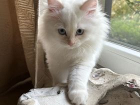 Reinrassige Ragdoll Kitten suchen Zuhause