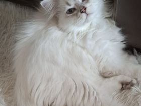 2 BLH MÄNNLICH SUCHEN EIN LIEBEVOLLES ZUHAUSE