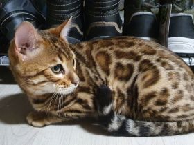 Reinrassige Bengal Kitten aus Seriöser Zucht