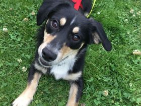 SAMY  -  lieber, kleiner Knopf