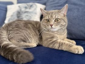 Verschmuste Pfote Perser/EKH