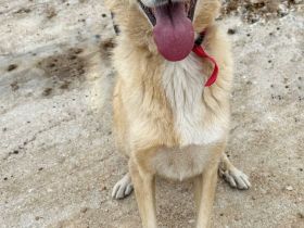 Molly - unser Notfall