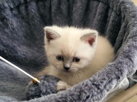 Wunderschöne British Kurzhaar Kitten zu verkaufen