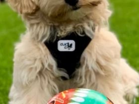 Zuckersüße Maltipoo Welpen