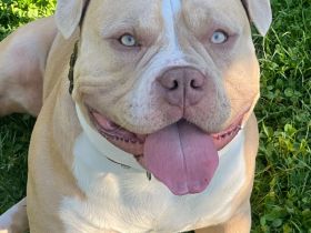 American Bully ABKC Deckrüde