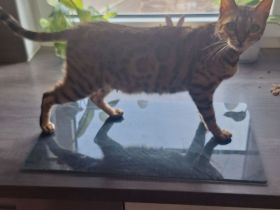 Bengalkatze Dame