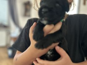 Süße Briard Welpen