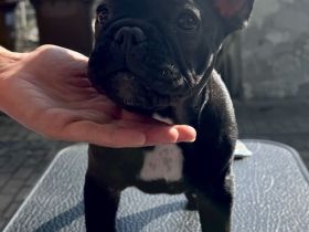 Wunderschöner Französische Bulldogge Welpe