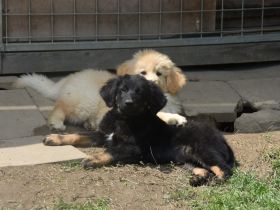 Hovawart Welpe sucht neues Zuhause