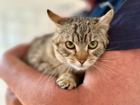 Zarte Schönheit Fleur sucht liebevolles Zuhause