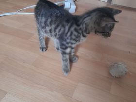 Katzenbaby sucht liebevolle Zuhause