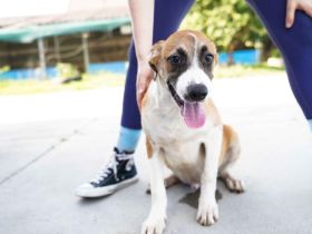 Hunde-Kind Benjamin Blümchen