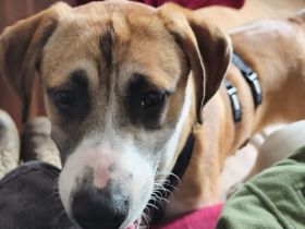 Benjamin Blümchen sucht dich