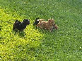 Auszugbereit ! Asiatische Abstammung Toy Pudel / Welpen/ Pudel / Toypudel / Minipudel / Zwergpudel