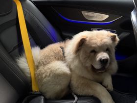 Liebevoller 6 Monate alter Rüde sucht ein neues ZuhauseJa