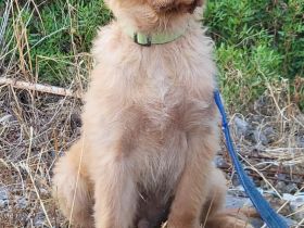 Alfi - wunderschöner Welpenbub sucht Zuhause zum 2.8.2025