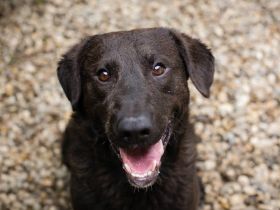 KYLO Labradormix - freundlicher Begleiter mit ruhiger Ausstrahlung und liebevollem Wesen!