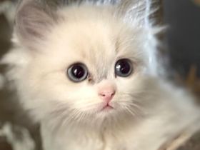 Ragdoll / Ragdoll-Cherubim Kitten mit Stammbaum