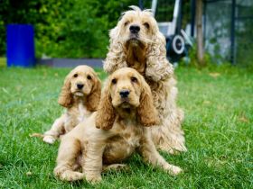 Englisch Cocker Spaniel Welpen in Gold