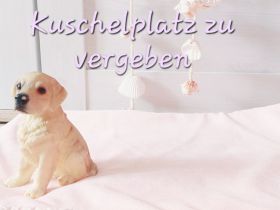 Liebevolles Zuhause für Golden Retriever zu vergeben