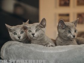 Russisch blau Kitten von Seriösen Züchter