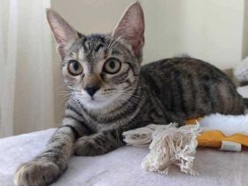 Kleiner Panther Pagira