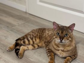 Reinrassiger Zuchtkater Bengal