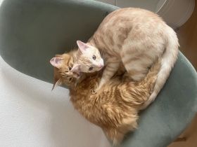 2 Hauskater suchen ein nettes Zuhause