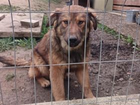 Kenzo bringt Leben ins Haus