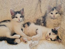 Hübsche Poly Norwegische Waldkatzen Mädchen