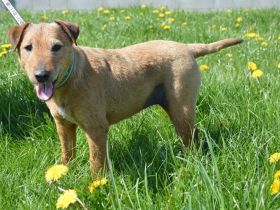 DAGGY, Foxterrier Mischlingshündin (kastriert) SGB 290,00 €